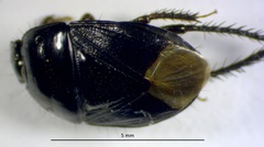 Melanaethus pensylvanicus