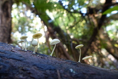 Mycena interrupta