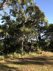 Eucalyptus platyphylla