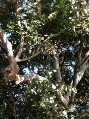 Eucalyptus platyphylla