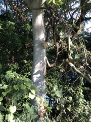 Eucalyptus platyphylla