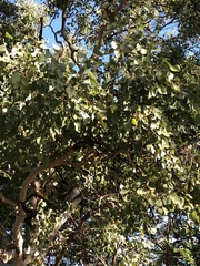 Eucalyptus platyphylla