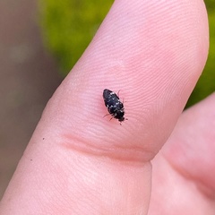 Paranovelsis bitaeniatus