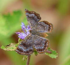 Calephelis aymaran