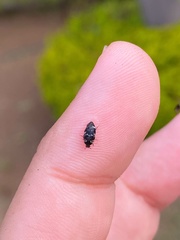 Paranovelsis bitaeniatus