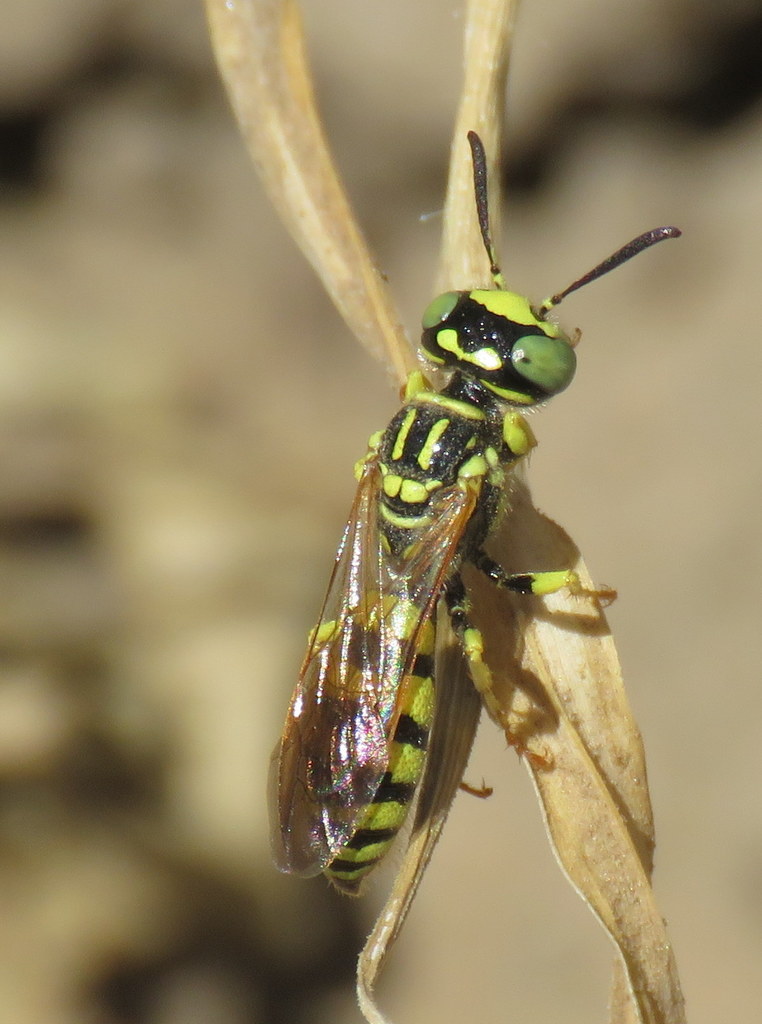 Philanthus multimaculatus