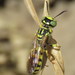 Philanthus multimaculatus - Photo no rights reserved, uploaded by Steve Wells