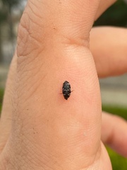 Paranovelsis bitaeniatus