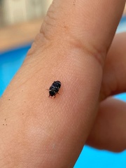 Paranovelsis bitaeniatus