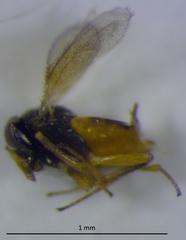 Aphelinidae