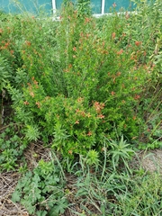 Anisacanthus