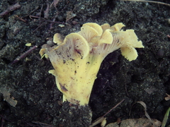 Craterellus melanoxeros