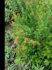 Anisacanthus