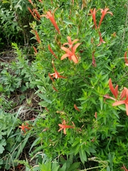 Anisacanthus