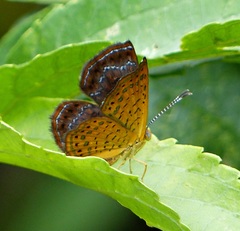 Calephelis aymaran