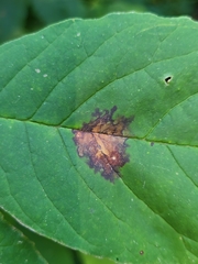 Mycosphaerella fraxinicola