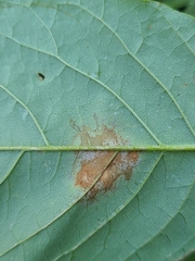 Mycosphaerella fraxinicola