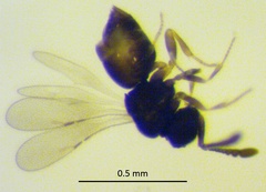 Ceraphronidae