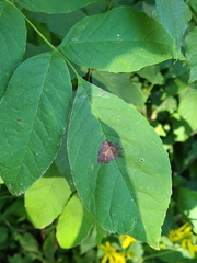 Mycosphaerella fraxinicola