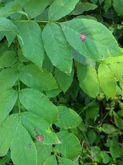 Mycosphaerella fraxinicola