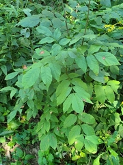 Mycosphaerella fraxinicola