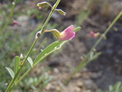 Tephrosia vicioides
