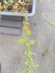 Chenopodium album