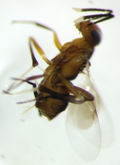 Homalotylus
