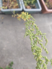 Chenopodium album