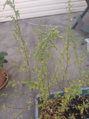 Chenopodium album