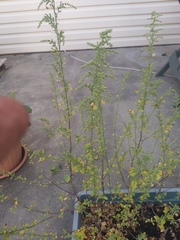 Chenopodium album