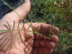 Tephrosia vicioides