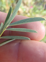 Tephrosia vicioides