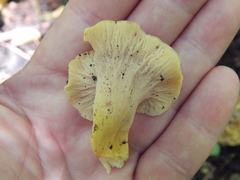 Craterellus melanoxeros