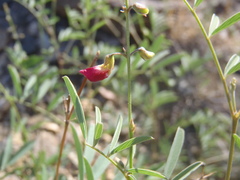 Tephrosia vicioides