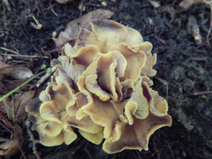Craterellus melanoxeros