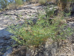 Tephrosia vicioides