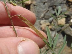 Tephrosia vicioides