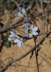Ixia rapunculoides