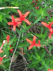 Anisacanthus