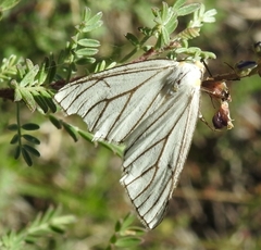 Neuromelia selectata