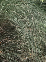 Carex secta