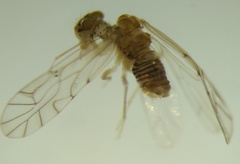 Lachesilla
