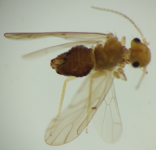 Large-winged Psocid