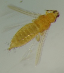 Frankliniella