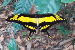 Heraclides thoas cinyras