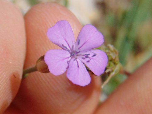 tunika prerastená (Petrorhagia prolifera)
