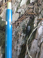 Neanthophylax tenebrosus