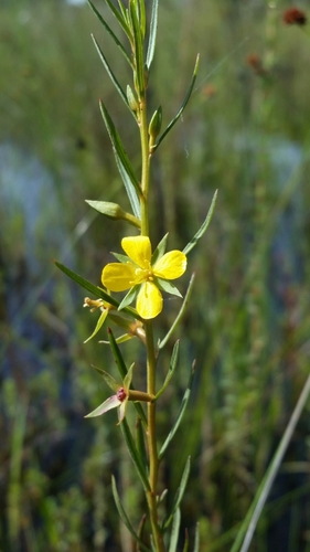 Ludwigia linifolia