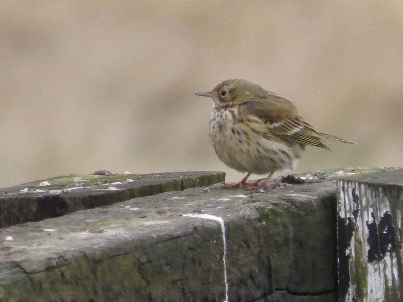 Meadow Pipit
